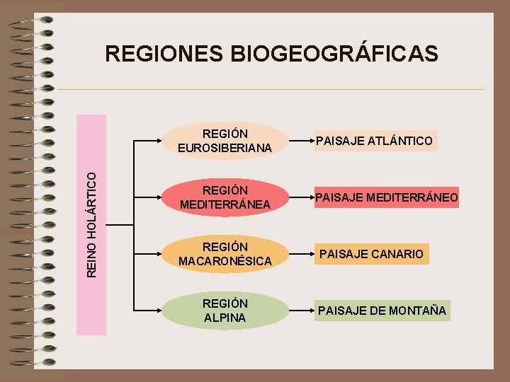 REINO HOLÁRTICO REGIONES BIOGEOGRÁFICAS REGIÓN EUROSIBERIANA PAISAJE ATLÁNTICO REGIÓN MEDITERRÁNEA PAISAJE MEDITERRÁNEO REGIÓN MACARONÉSICA