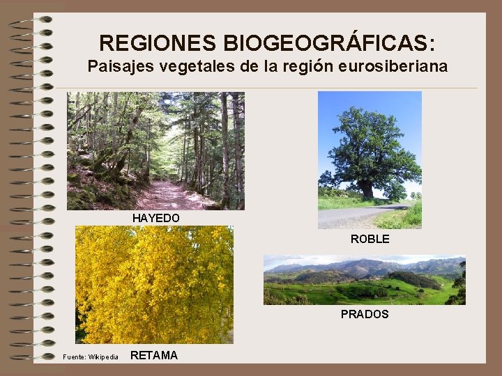 REGIONES BIOGEOGRÁFICAS: Paisajes vegetales de la región eurosiberiana HAYEDO ROBLE PRADOS Fuente: Wikipedia RETAMA