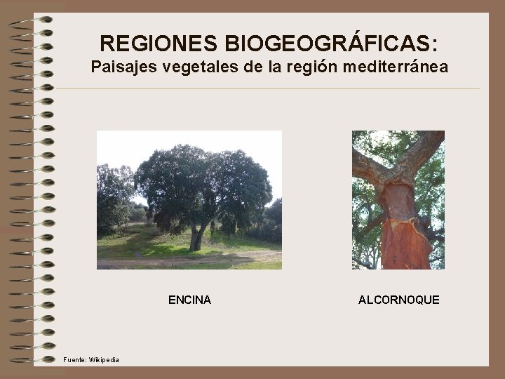 REGIONES BIOGEOGRÁFICAS: Paisajes vegetales de la región mediterránea ENCINA Fuente: Wikipedia ALCORNOQUE 