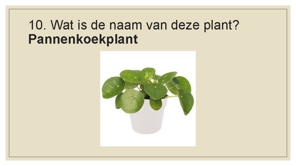 10. Wat is de naam van deze plant? Pannenkoekplant 
