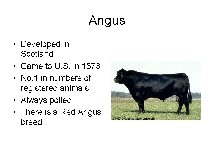 Angus • Developed in Scotland • Came to U. S. in 1873 • No.