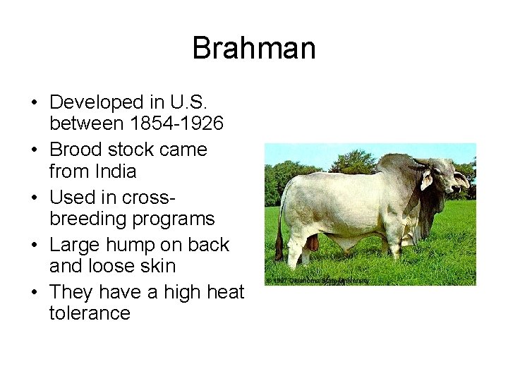 Brahman • Developed in U. S. between 1854 -1926 • Brood stock came from