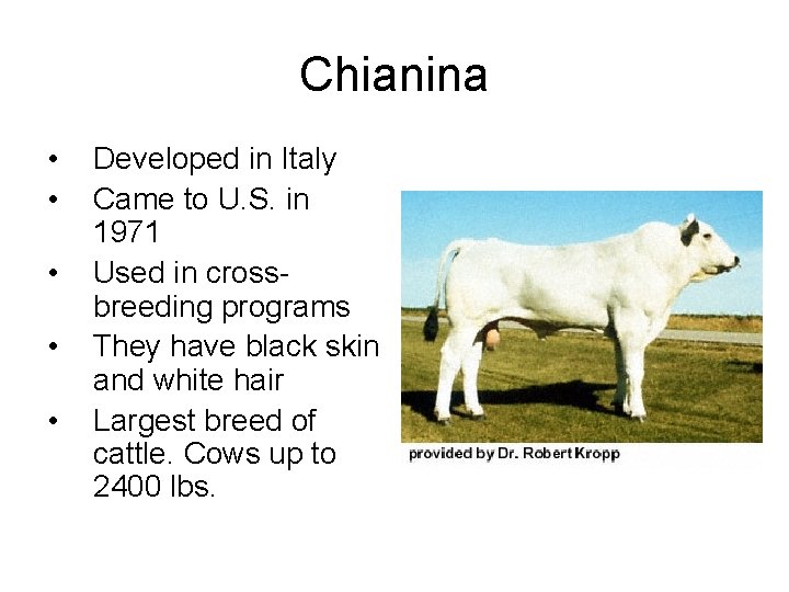 Chianina • • • Developed in Italy Came to U. S. in 1971 Used