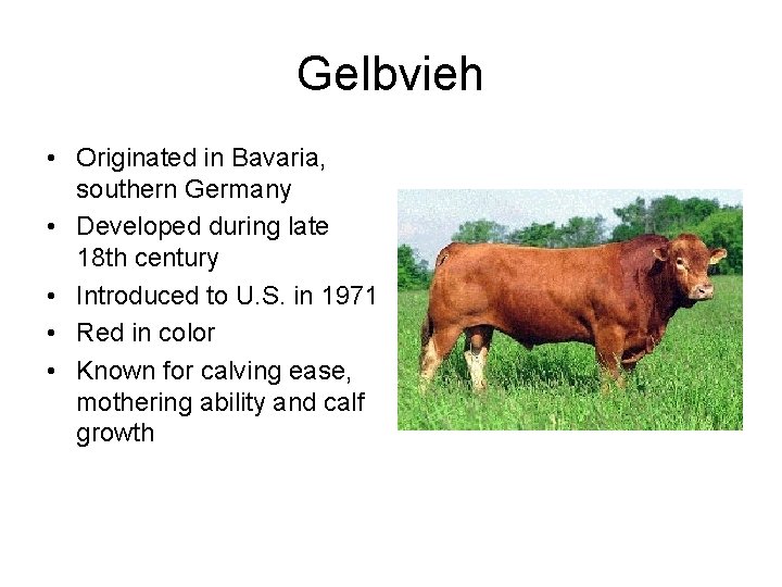Gelbvieh • Originated in Bavaria, southern Germany • Developed during late 18 th century