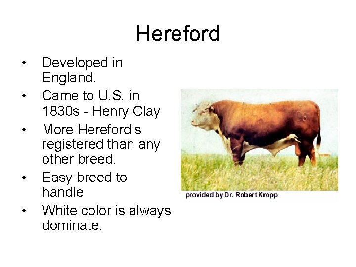 Hereford • • • Developed in England. Came to U. S. in 1830 s