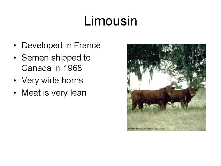 Limousin • Developed in France • Semen shipped to Canada in 1968 • Very