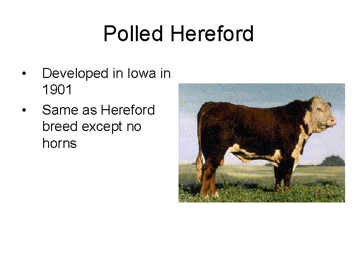 Polled Hereford • • Developed in Iowa in 1901 Same as Hereford breed except