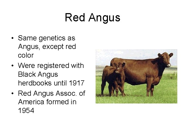 Red Angus • Same genetics as Angus, except red color • Were registered with