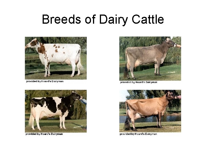 Breeds of Dairy Cattle 