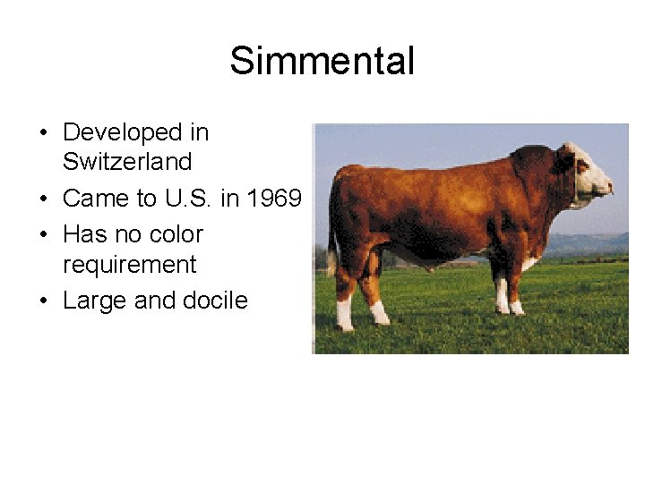 Simmental • Developed in Switzerland • Came to U. S. in 1969 • Has