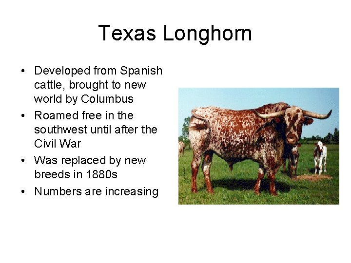 Texas Longhorn • Developed from Spanish cattle, brought to new world by Columbus •