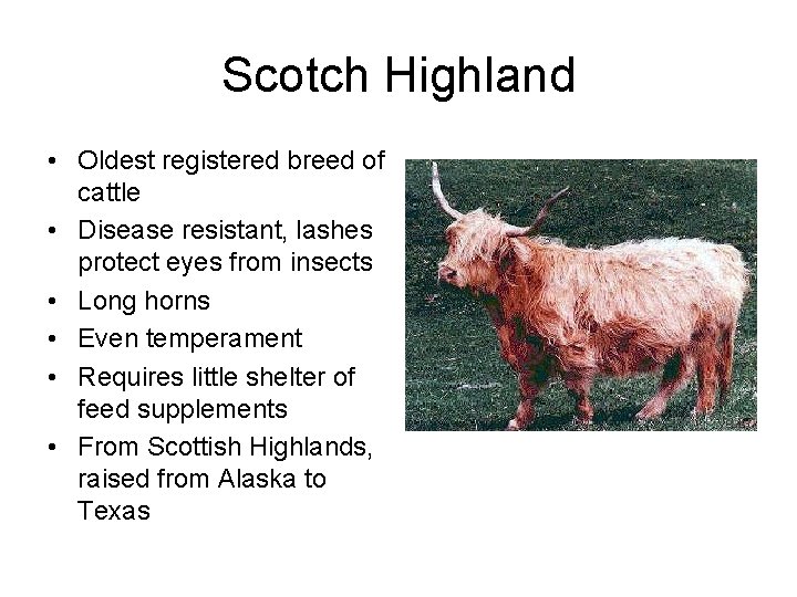 Scotch Highland • Oldest registered breed of cattle • Disease resistant, lashes protect eyes