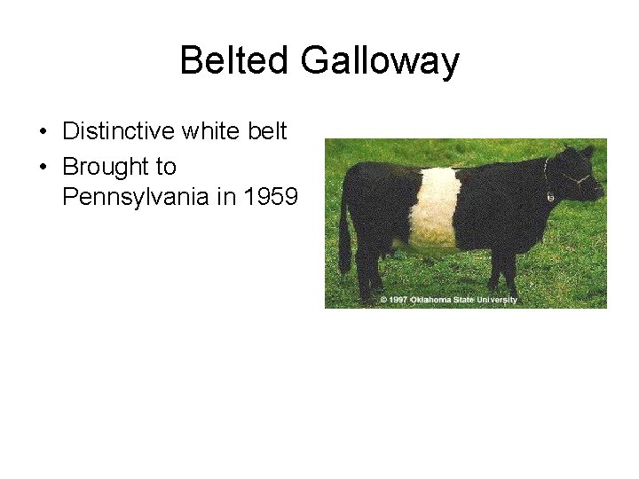 Belted Galloway • Distinctive white belt • Brought to Pennsylvania in 1959 