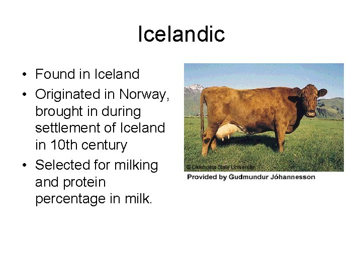 Icelandic • Found in Iceland • Originated in Norway, brought in during settlement of