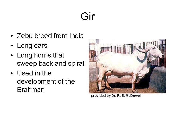 Gir • Zebu breed from India • Long ears • Long horns that sweep