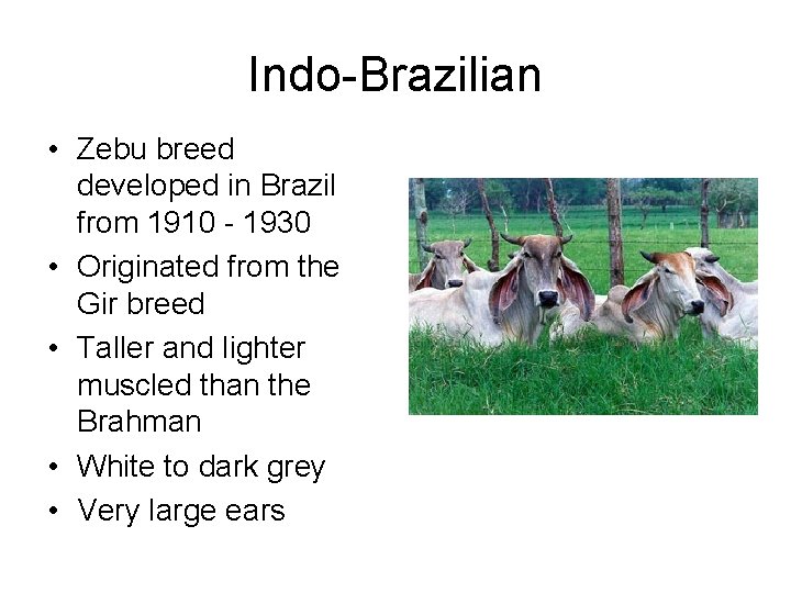 Indo-Brazilian • Zebu breed developed in Brazil from 1910 - 1930 • Originated from