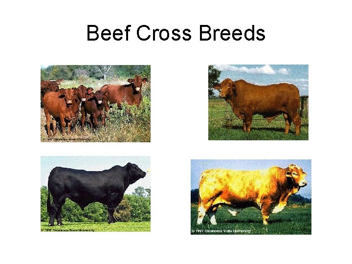 Beef Cross Breeds 