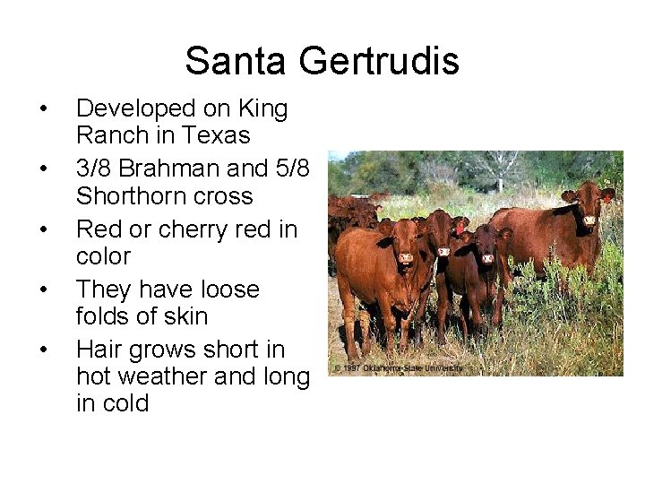 Santa Gertrudis • • • Developed on King Ranch in Texas 3/8 Brahman and