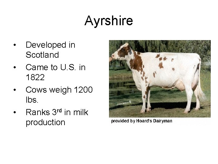 Ayrshire • • Developed in Scotland Came to U. S. in 1822 Cows weigh