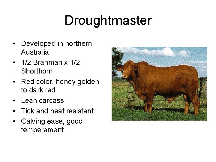 Droughtmaster • Developed in northern Australia • 1/2 Brahman x 1/2 Shorthorn • Red