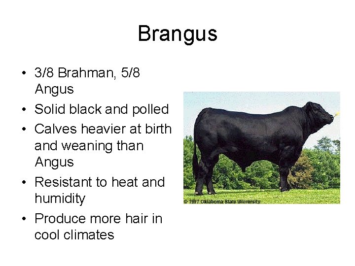 Brangus • 3/8 Brahman, 5/8 Angus • Solid black and polled • Calves heavier