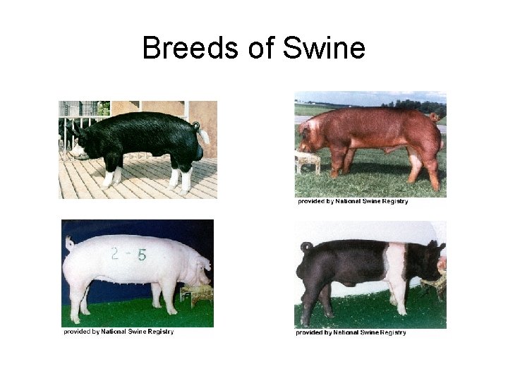 Breeds of Swine 