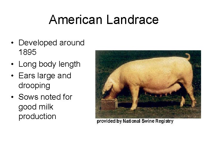 American Landrace • Developed around 1895 • Long body length • Ears large and