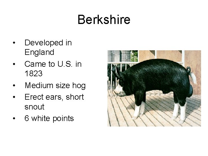 Berkshire • • • Developed in England Came to U. S. in 1823 Medium