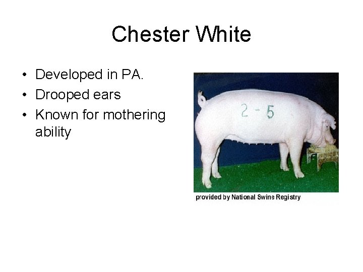 Chester White • Developed in PA. • Drooped ears • Known for mothering ability