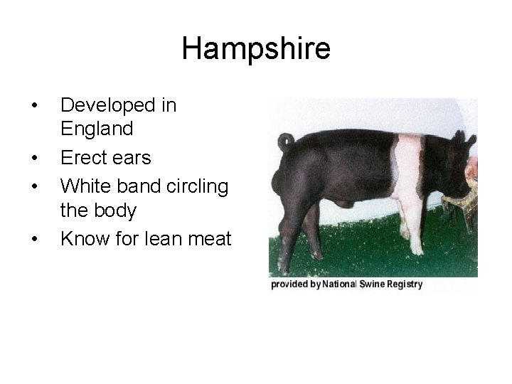 Hampshire • • Developed in England Erect ears White band circling the body Know