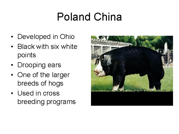 Poland China • Developed in Ohio • Black with six white points • Drooping