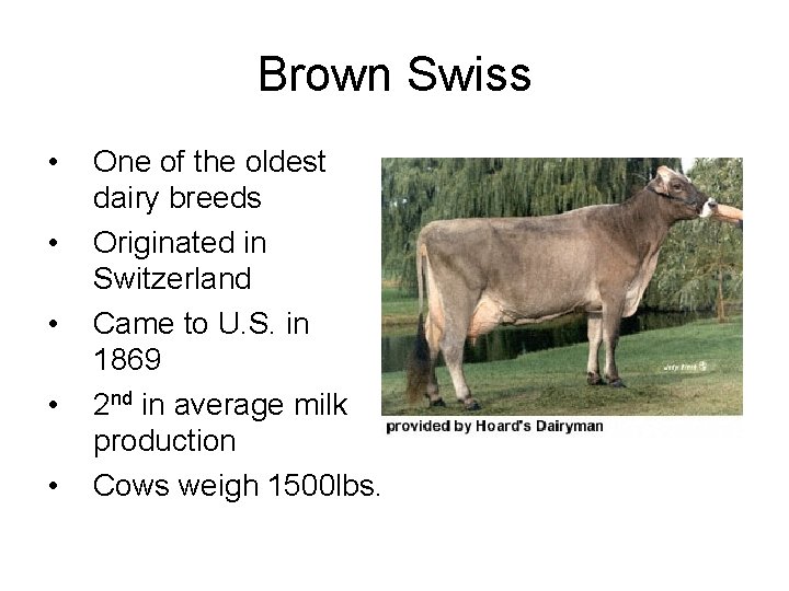 Brown Swiss • • • One of the oldest dairy breeds Originated in Switzerland