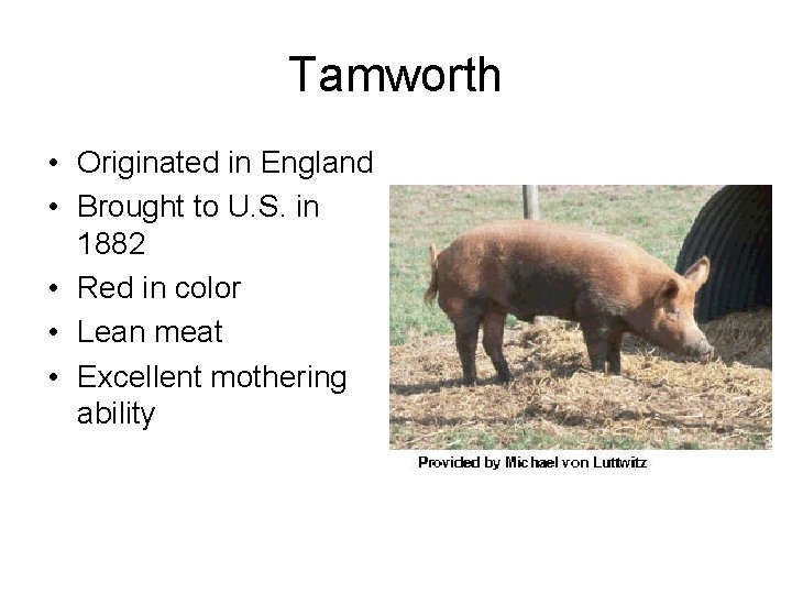 Tamworth • Originated in England • Brought to U. S. in 1882 • Red