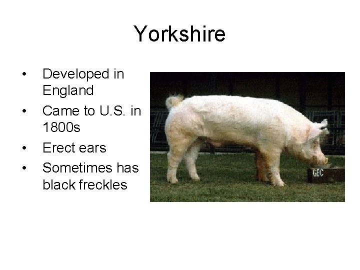 Yorkshire • • Developed in England Came to U. S. in 1800 s Erect