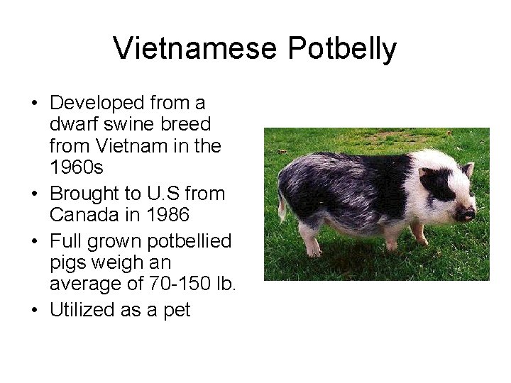 Vietnamese Potbelly • Developed from a dwarf swine breed from Vietnam in the 1960