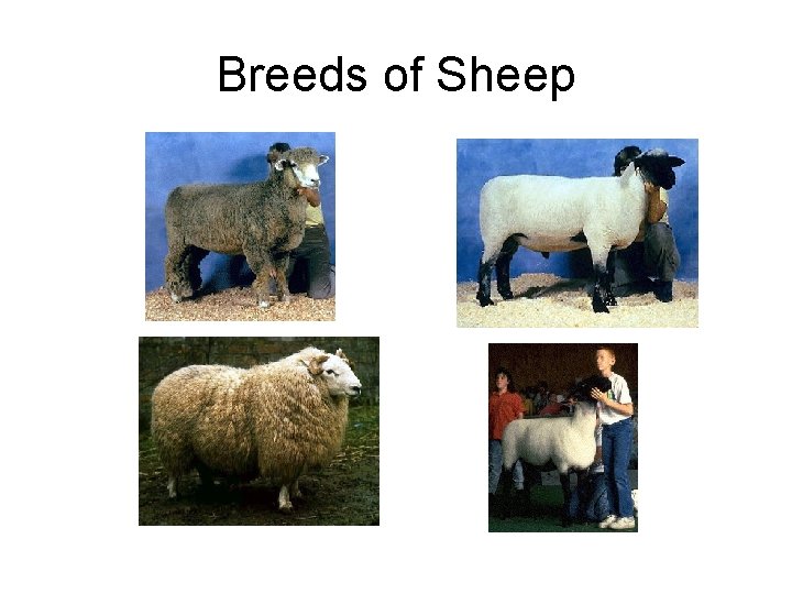 Breeds of Sheep 