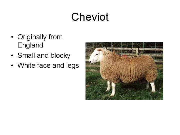 Cheviot • Originally from England • Small and blocky • White face and legs