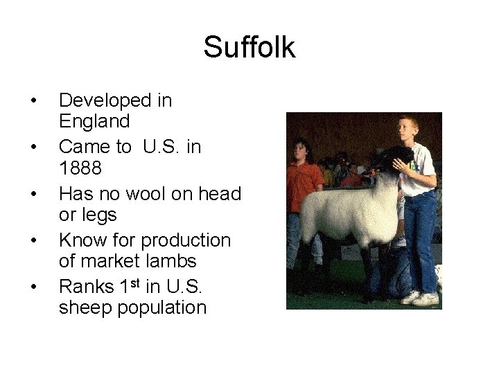 Suffolk • • • Developed in England Came to U. S. in 1888 Has