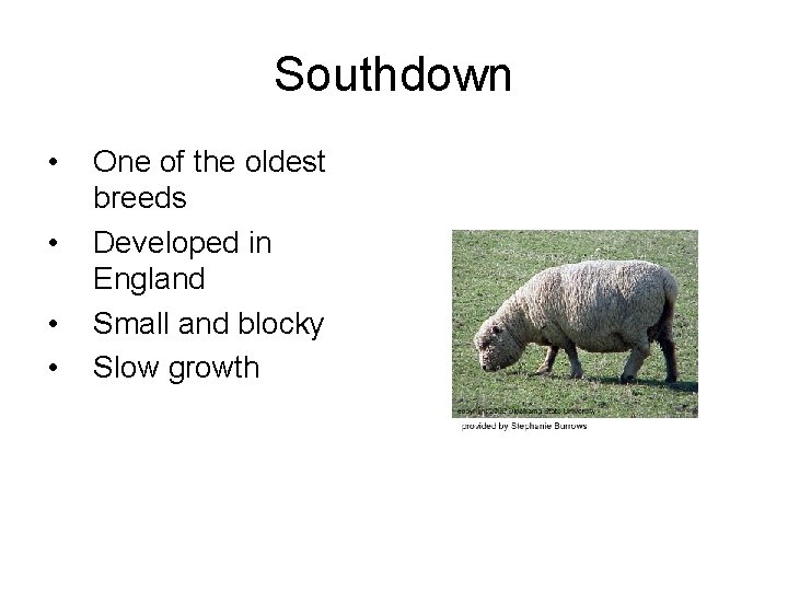Southdown • • One of the oldest breeds Developed in England Small and blocky