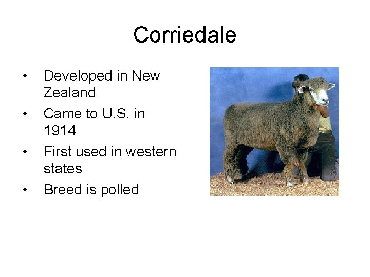 Corriedale • • Developed in New Zealand Came to U. S. in 1914 First