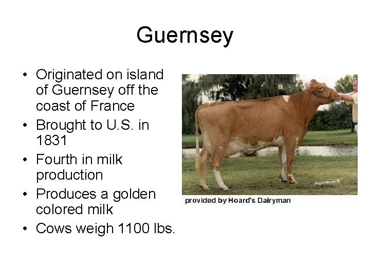 Guernsey • Originated on island of Guernsey off the coast of France • Brought