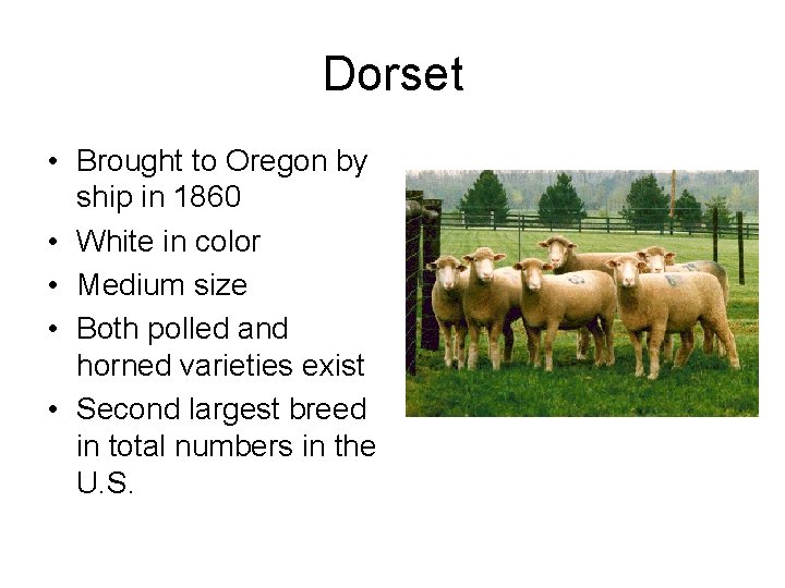 Dorset • Brought to Oregon by ship in 1860 • White in color •