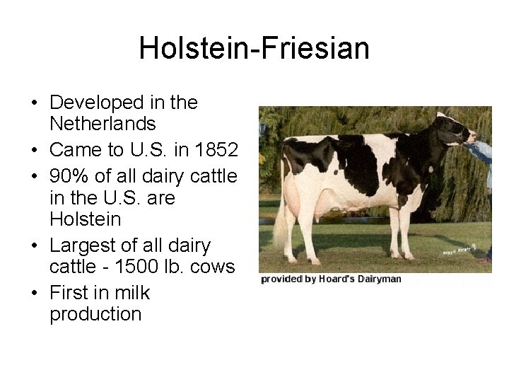 Holstein-Friesian • Developed in the Netherlands • Came to U. S. in 1852 •