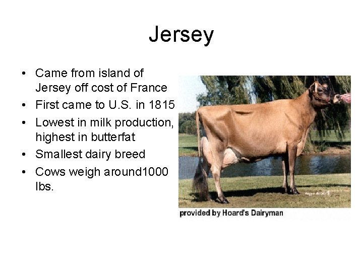 Jersey • Came from island of Jersey off cost of France • First came