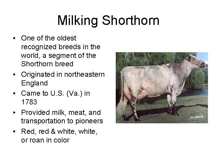 Milking Shorthorn • One of the oldest recognized breeds in the world, a segment