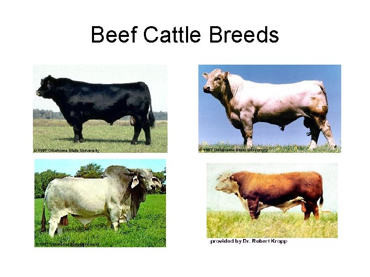 Beef Cattle Breeds 