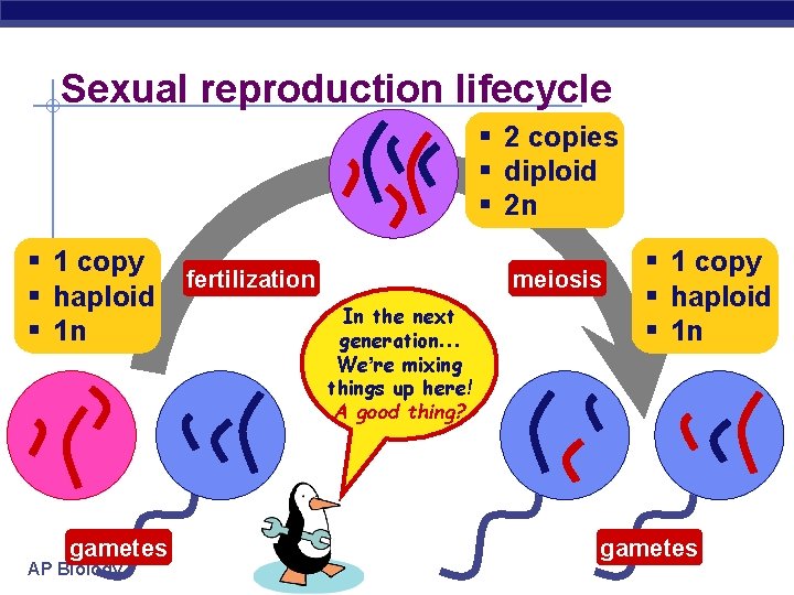 Sexual reproduction lifecycle § 2 copies § diploid § 2 n § 1 copy
