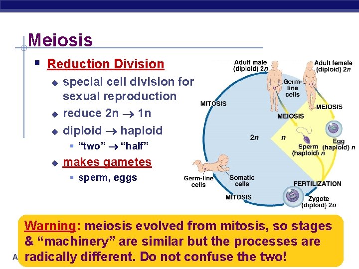 Meiosis § Reduction Division u u u special cell division for sexual reproduction reduce