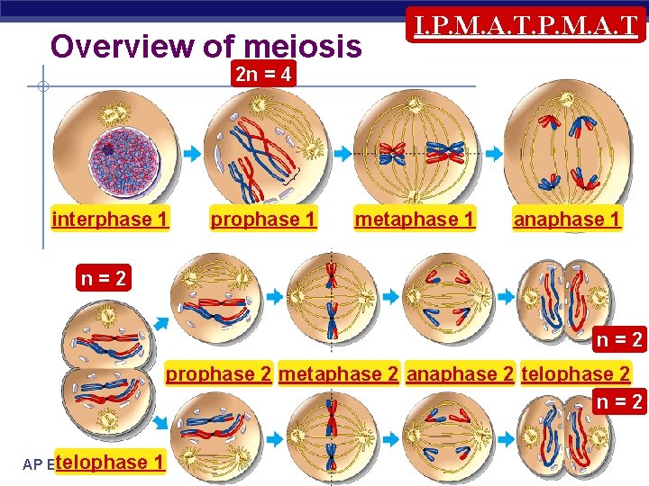 Overview of meiosis I. P. M. A. T 2 n = 4 interphase 1