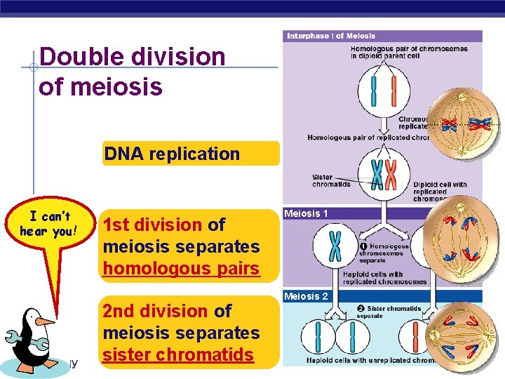 Double division of meiosis DNA replication Repeat I can’t after hear you! me! AP